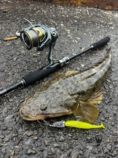 マゴチの釣果