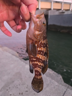 キジハタの釣果