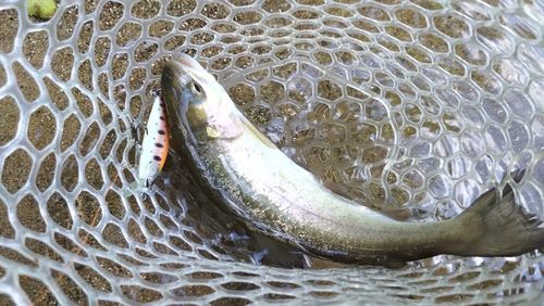 ニジマスの釣果
