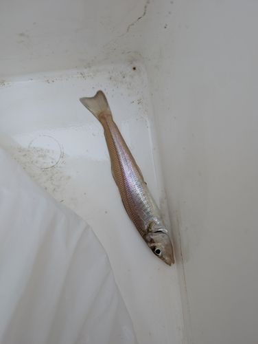 キスの釣果