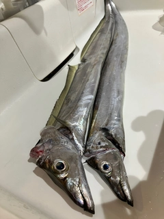タチウオの釣果