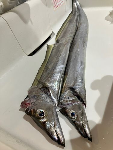 タチウオの釣果