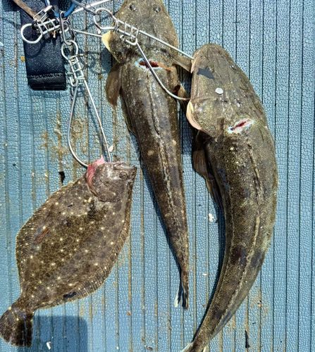 マゴチの釣果
