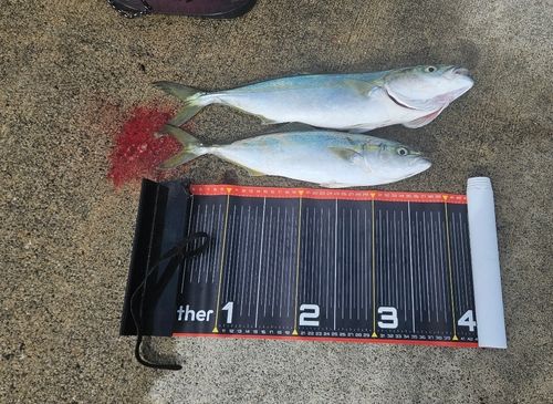 イナダの釣果