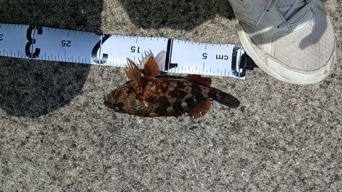 アラカブの釣果