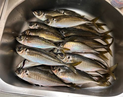 マアジの釣果