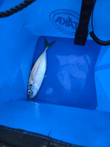 セイゴ（マルスズキ）の釣果