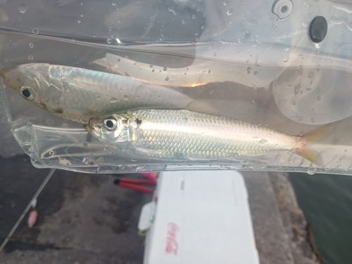サッパの釣果