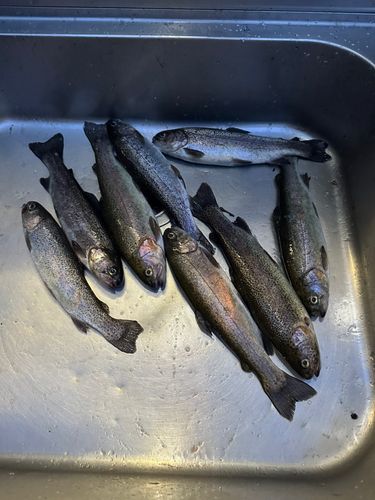 ニジマスの釣果