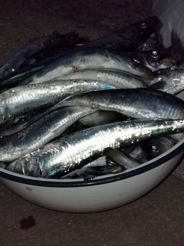 イワシの釣果