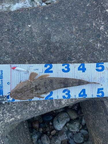 マゴチの釣果