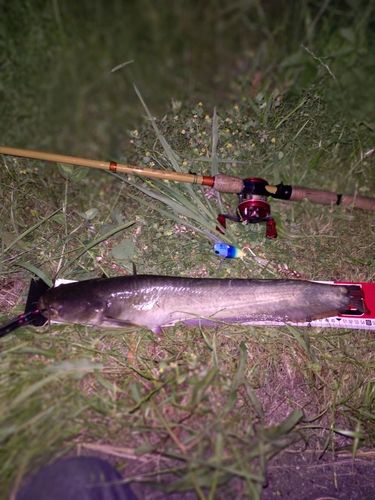 ナマズの釣果