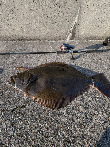 ヒラメの釣果