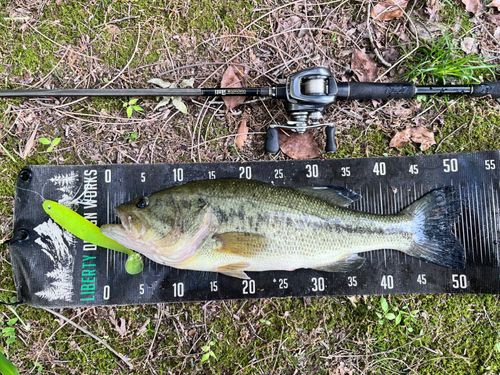 ブラックバスの釣果