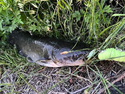 ナマズの釣果