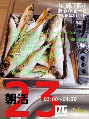 アジの釣果