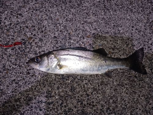セイゴ（マルスズキ）の釣果
