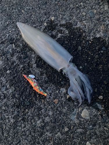 イカの釣果