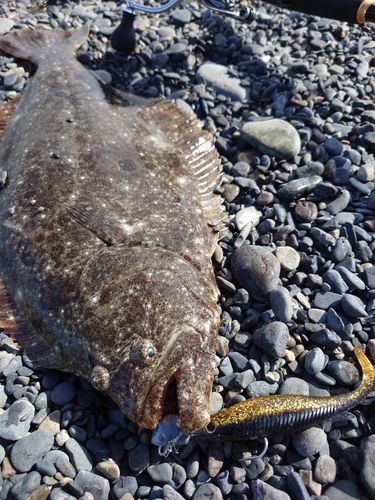 ヒラメの釣果