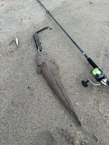 マゴチの釣果