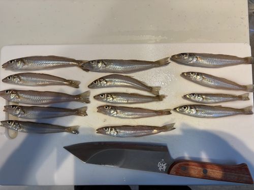 キスの釣果