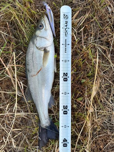セイゴ（マルスズキ）の釣果