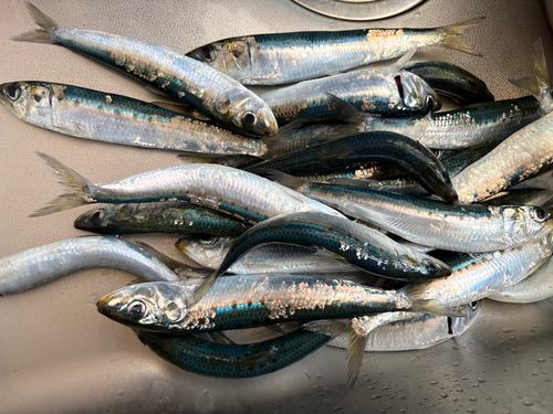 マイワシの釣果