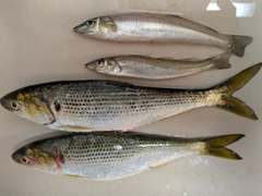 シロギスの釣果