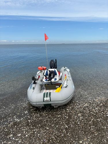 シロギスの釣果