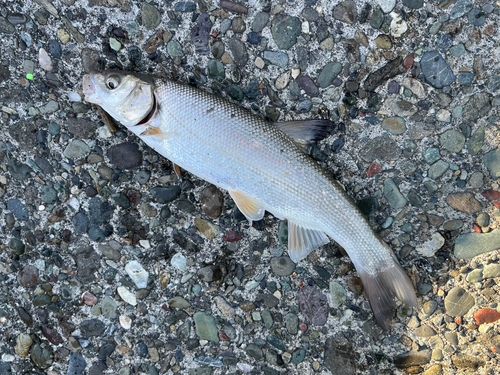 ウグイの釣果