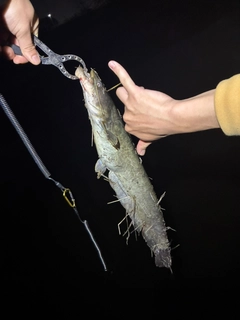 マナマズの釣果