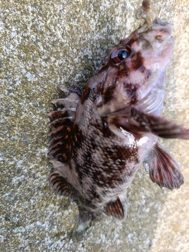 オウゴンムラソイの釣果