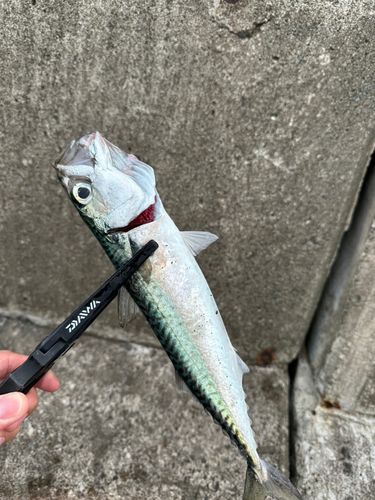 サバの釣果