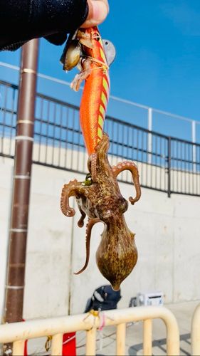 タコの釣果