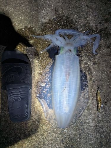 アオリイカの釣果