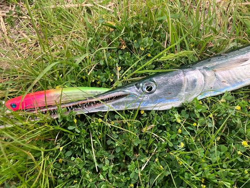 ダツの釣果