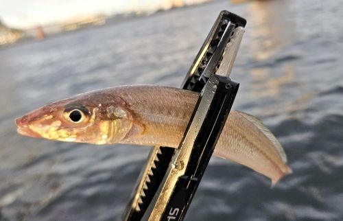 シロギスの釣果