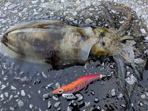 アオリイカの釣果
