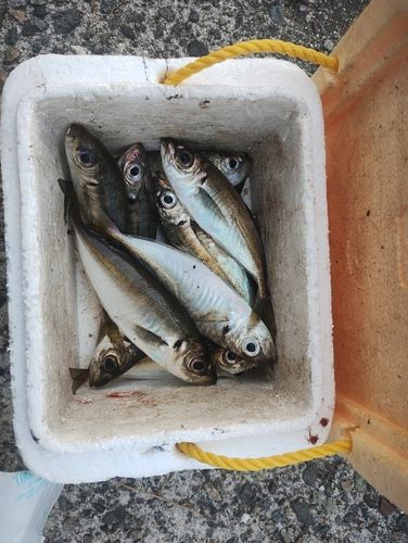 アジの釣果