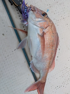 マダイの釣果