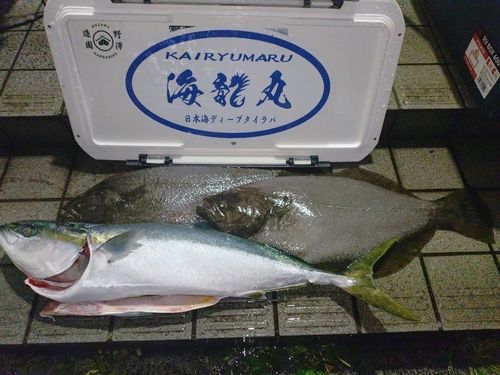 ヒラメの釣果