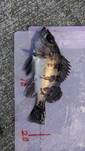 メバルの釣果