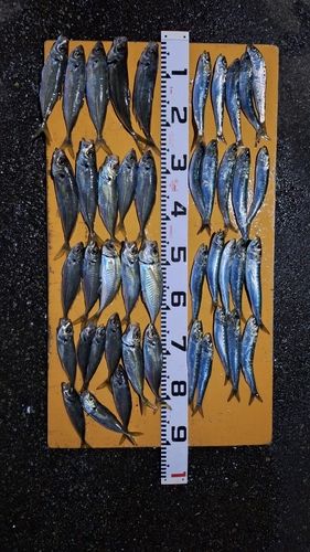 イワシの釣果