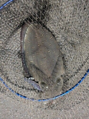モンゴイカの釣果