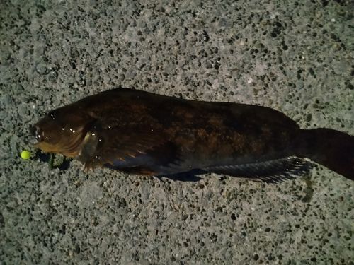 アイナメの釣果