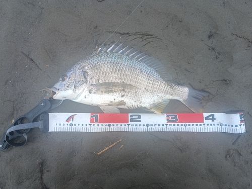 キビレの釣果