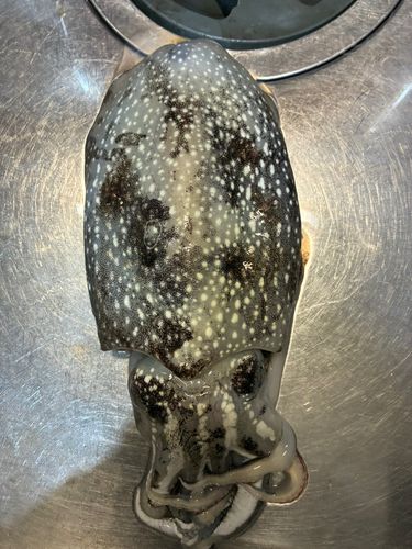 シリヤケイカの釣果