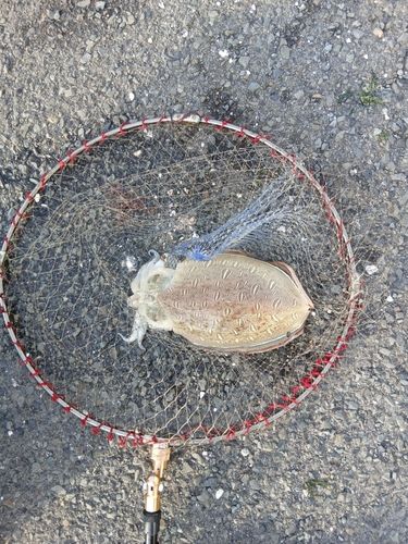 コウイカの釣果