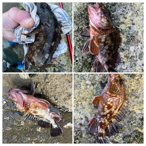 アラカブの釣果