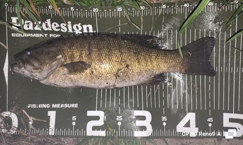 スモールマウスバスの釣果